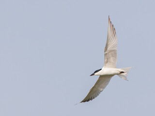 Gull-billed tern, Gelochelidon nilotica affinis