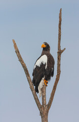 Steller's Sea Eagle, Haliaeetus pelagicus