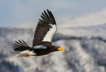 Steller's Sea Eagle, Haliaeetus pelagicus