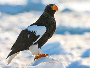 Steller's Sea Eagle, Haliaeetus pelagicus