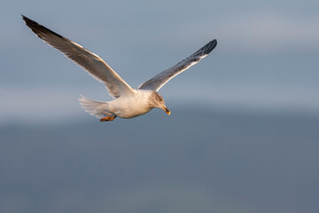 Atlantic Yellow-legged Gull, Larus michahellis atlantis