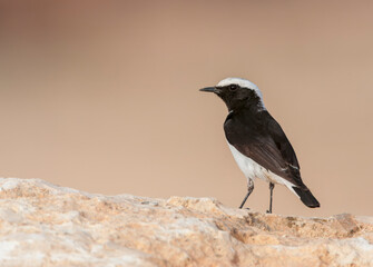 Eastern Mourning Wheatear, Oenanthe lugens
