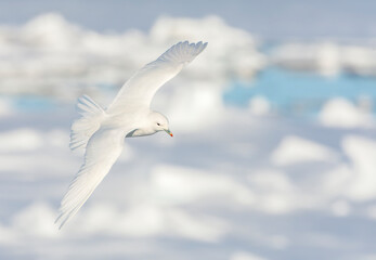 Ivory Gull, Pagophila eburnea
