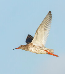 Common Redshank, Tringa totanus