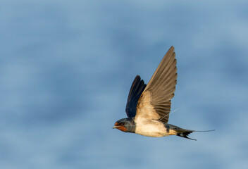 Obraz premium Barn Swallow, Hirundo rustica
