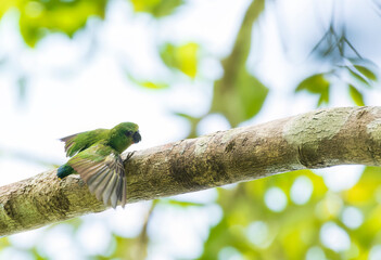 Finsch's pygmy parrot, Micropsitta finschii tristrami