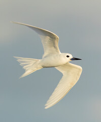 Indo-pacific White tern, Gygis (alba) candida