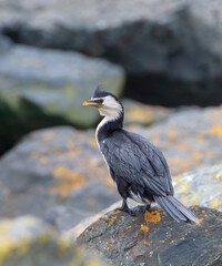Little Pied Cormorant, Microcarbo melanoleucos