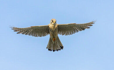 Eurasian Kestrel, Falco tinnunculus
