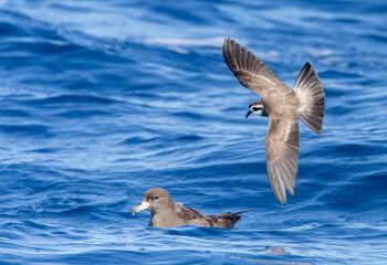 Latham's Storm Petrel, Pelagodroma (marina) maoriana