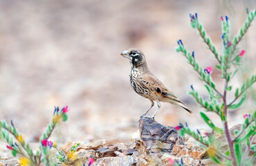 Thick-billed Lark, Ramphocoris clotbey
