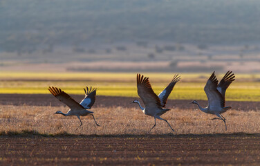 Common Crane, Grus grus