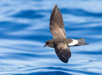 New Zealand Storm Petrel, Fregetta maoriana
