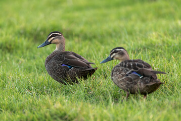 Pacific Black Duck, Anas superciliosa