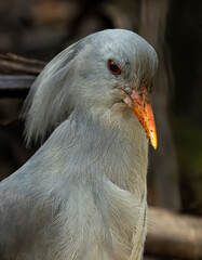Kagu, Rhynochetos jubatus