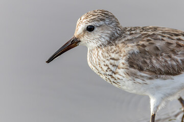White-rumped Sandpiper, Calidris fuscicollis