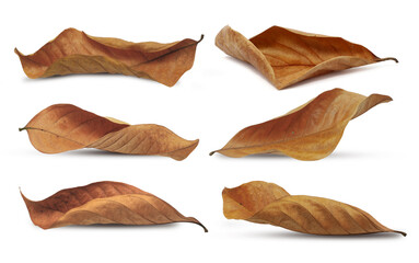 dry leaf or dead leaf isolated on white background