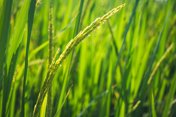 The produce before harvesting rice.