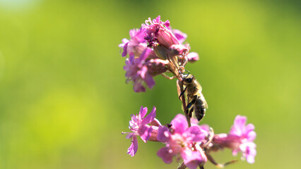 Bee and flower. Close up of a large striped bee collects honey on a yellow flower on a Sunny bright day. Macro horizontal photography. Summer and spring backgrounds