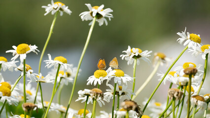 daisies are blooming on a green day meadow on a sunny