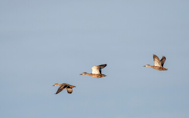 Pacific Black Duck, Anas superciliosa