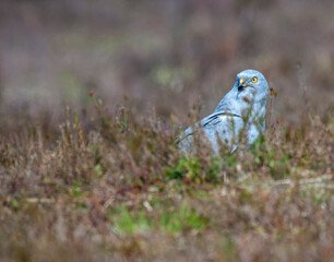 Montagu's Harrier, Circus pygargus