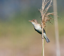 Eastern Olivaceous Warbler, Iduna pallida