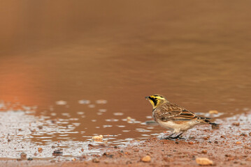 Shore Lark, Eremophila alpestris flava