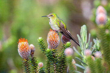 Green-tailed Trainbearer, Lesbia nuna gracilis