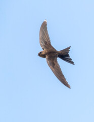 Obraz premium Plain Swift, Apus unicolor