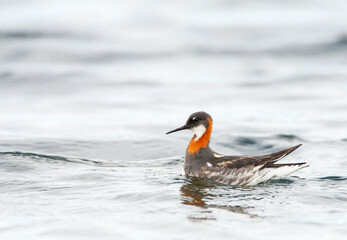 Red-necked Phalarope, Phalaropus lobatus