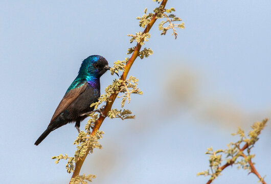 Palestine Sunbird, Cinnyris osea
