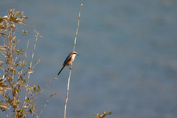 Bull-headed Shrike, Lanius bucephalus