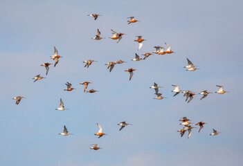Bar-tailed Godwit, Limosa lapponica