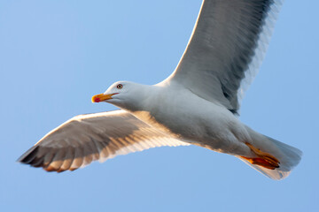 Lesser Black-backed Gull, Larus fuscus