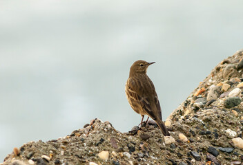 Rock Pipit, Anthus petrosus littoralis