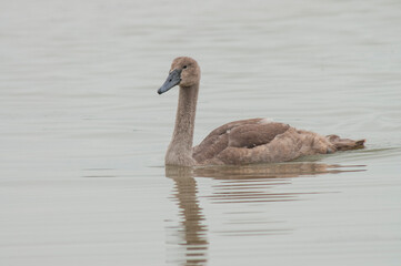 Mute Swan, Cygnus olor