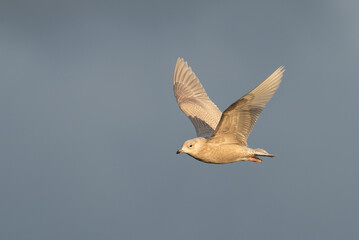 Fototapeta premium Iceland Gull, Larus glaucoides