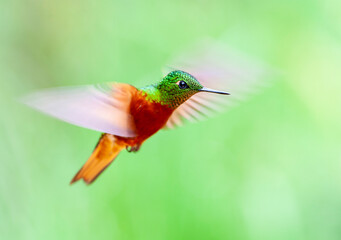 Chestnut-breasted coronet, Boissonneaua matthewsii