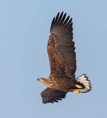 White-tailed Eagle, Haliaeetus albicilla