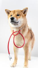 a dog at the vet with a stethoscope