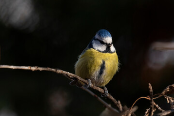 Fototapeta premium Blue tit (Parus caeruleus) resting on tree branch
