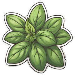 basil isolated on white