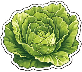 head of cabbage isolated on white