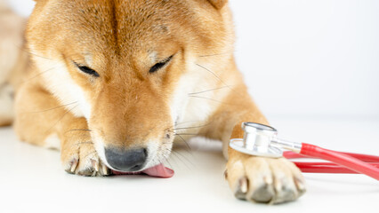 Shiba inu with a stethoscope at the vet