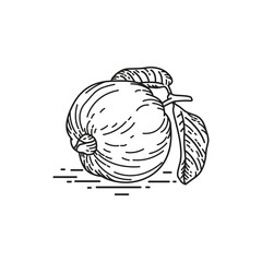 Guava vector illustration line art icon. Isolated on white background.