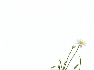 white daisy border, aiart , isolated background 