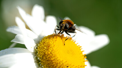 bumblebee collects pollen from a flower