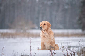 Purebred dog of the Golden Retriever breed on a walk in the winter forest.