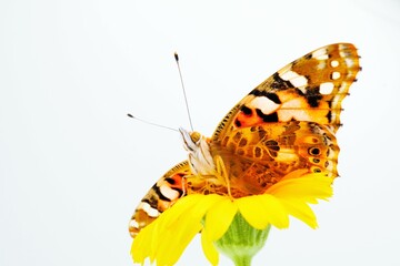 白バックに黄色のカレンデュラの花に翅を広げて止まるオレンジ色の可愛いヒメアカタテハ蝶の顔のアップ - obrazy, fototapety, plakaty